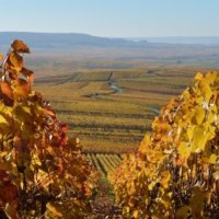 Local wine travel expert in Champagne, France
